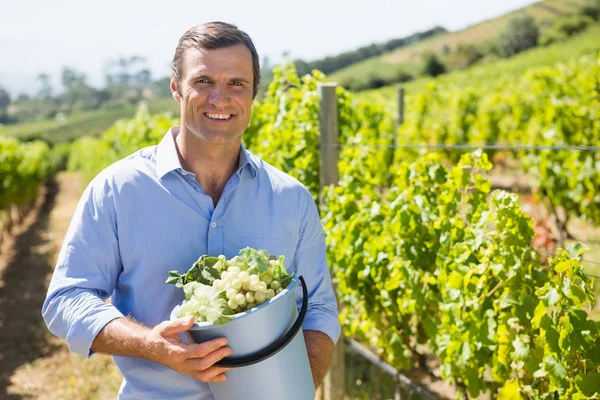Portret szczęśliwy winiarza gospodarstwa zebranych winogron w wiaderku — Zdjęcie stockowe