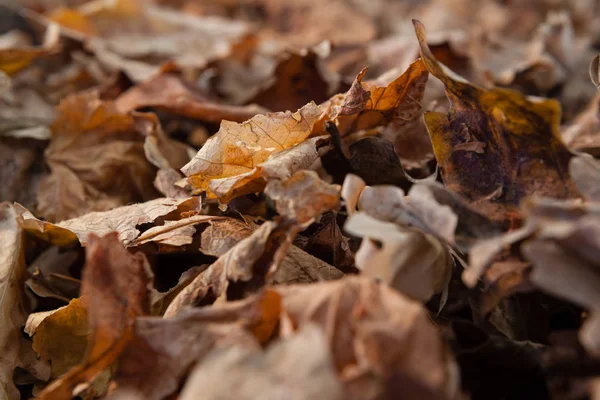 Telaio di foglie di autunno — Foto Stock