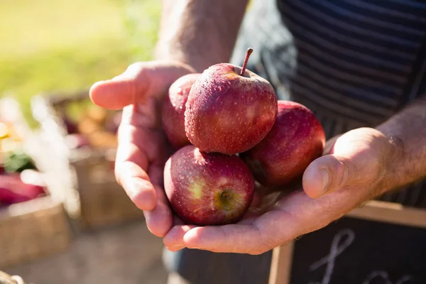 Farmer holding fresh apples — Stock Photo, Image