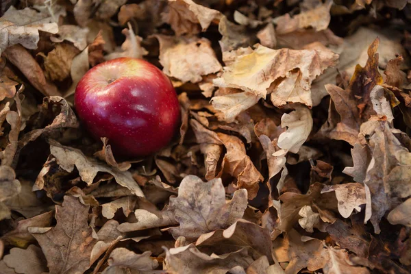 Hojas de otoño con manzana — Foto de Stock