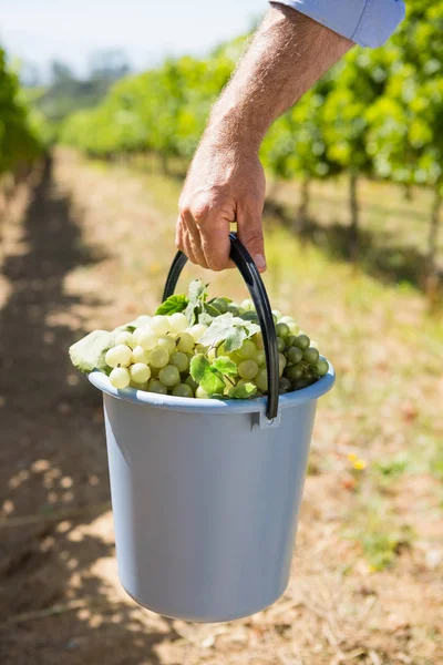 Close-up van wijnboer uitvoering geoogste druiven in emmer — Stockfoto