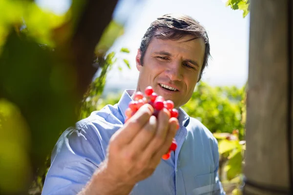 Vintner examinando uvas en viñedo — Foto de Stock