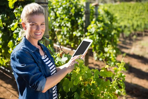 Porträtt av kvinnliga vinhandlare med digital tablett i vingården — Stockfoto