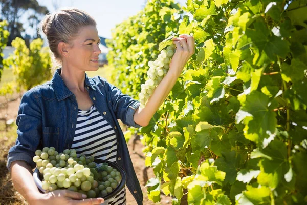 Vrouwelijke wijnboer oogsten van de druiven in de wijngaard — Stockfoto