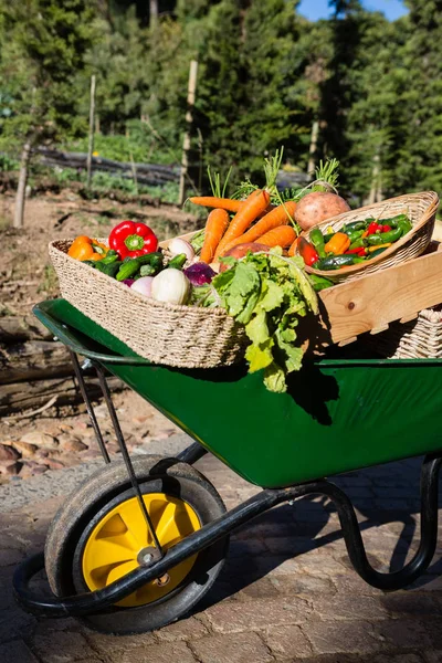 Olika färska grönsaker i skottkärra — Stockfoto