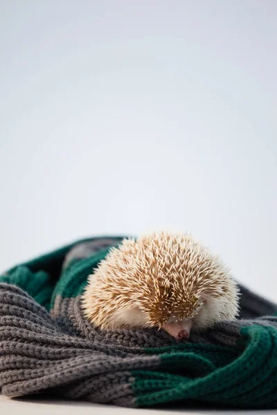 Närbild av porcupine på ylletyg — Stockfoto