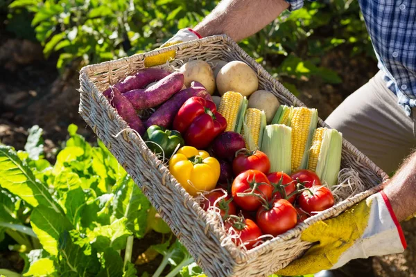 Mitten delen av man innehar en korg med färska grönsaker — Stockfoto