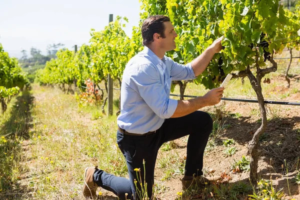 Vintner examinando uvas na vinha — Fotografia de Stock