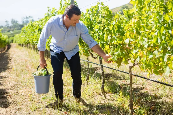 幸せなワイン醸造業者のブドウ畑のブドウを収穫 — ストック写真