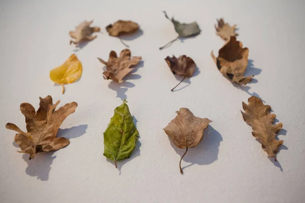 Podzimní listy na bílém — Stock fotografie