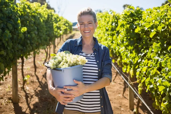 Boldog a termelő gazdaság szüretelt szőlők vödör portréja — Stock Fotó