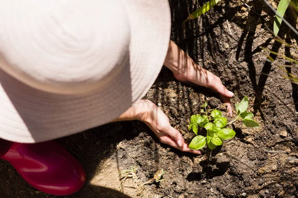 Woman planting sapling in garden — Stock Photo, Image