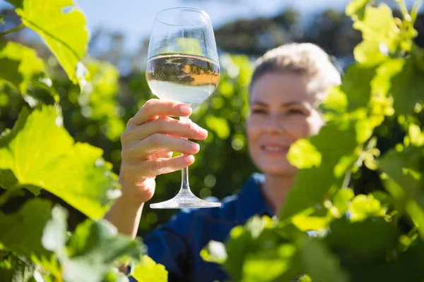 Kobiece winiarza badanie kieliszek wina w winnicy — Zdjęcie stockowe