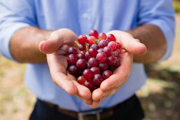 Parte média do homem que detém uvas colhidas — Fotografia de Stock