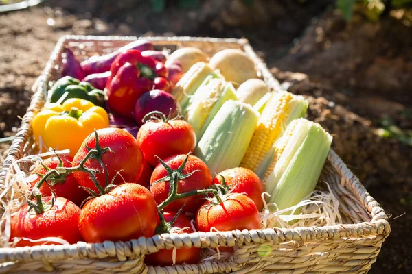 Verduras frescas en canasta de mimbre —  Fotos de Stock