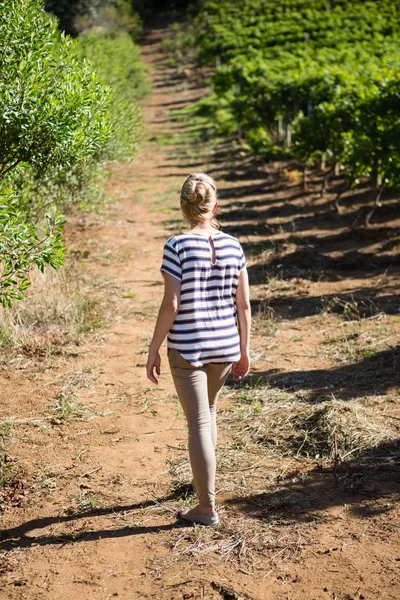 Задний вид женщины-винодела, идущей в винограднике — стоковое фото