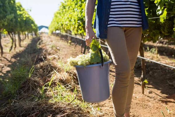 Sección baja de viticultor hembra con uvas cosechadas en cubo — Foto de Stock