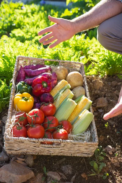 Uomo con un cesto di verdure fresche — Foto Stock