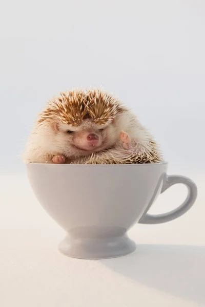 Närbild av porcupine i cup — Stockfoto