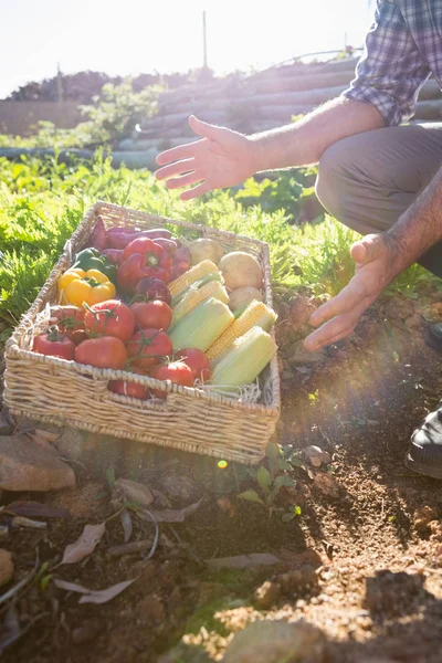 Homme avec un panier de légumes frais — Photo