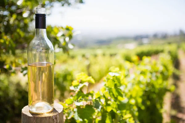 Garrafa de vinho em vinha — Fotografia de Stock