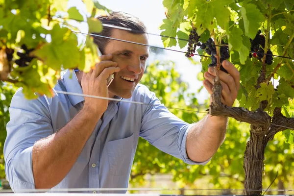 Vintner falando no celular enquanto examina uvas — Fotografia de Stock