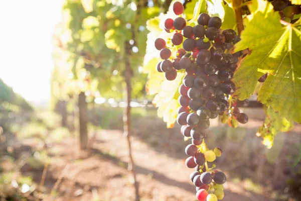 Спелые виноград в винограднике — стоковое фото