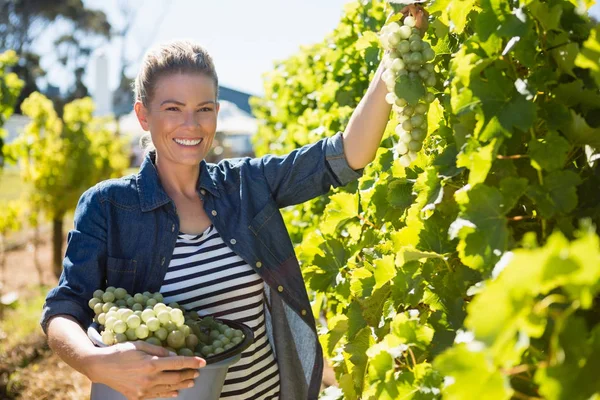 Портрет счастливого винограда, собирающего виноград в винограднике — стоковое фото
