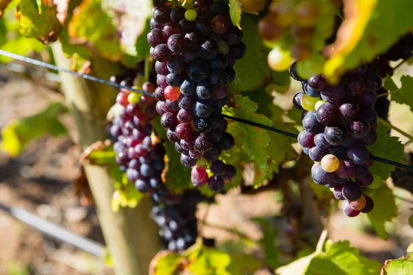 Спелые виноград в винограднике — стоковое фото