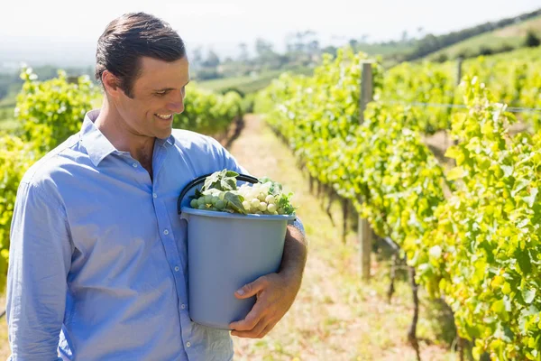 Vintner feliz vendimiando uvas en viñedo — Foto de Stock