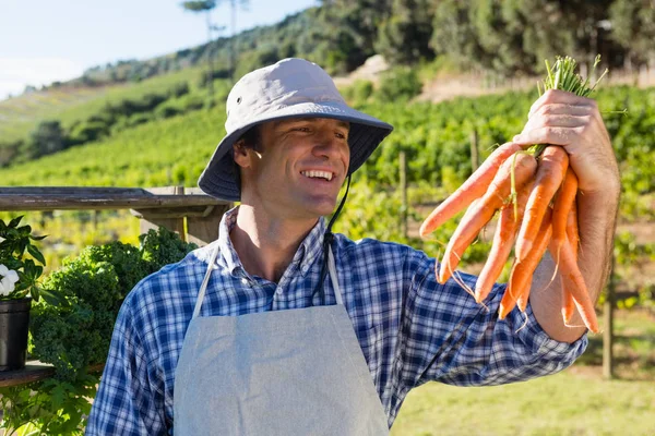 Фермер держит собранную морковь в поле — стоковое фото