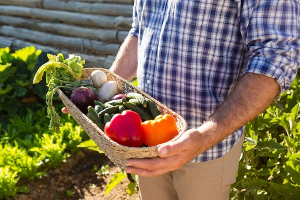 Agricultor sosteniendo una cesta de verduras frescas en el viñedo — Foto de Stock
