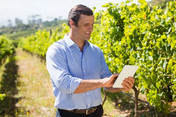 Vintner utilizando tableta digital en el viñedo — Foto de Stock