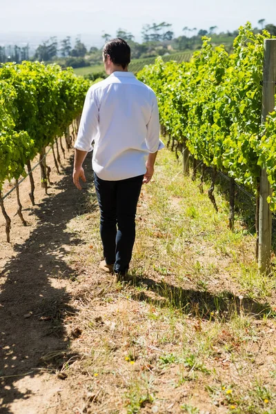 Widok z tyłu winiarza, chodzenie w winnicy — Zdjęcie stockowe