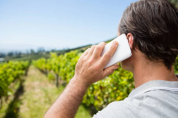 Vintner üzüm bağında cep telefonuyla konuşuyor. — Stok fotoğraf