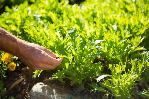 Hombre examinando el plantío en el jardín — Foto de Stock