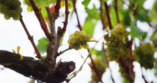 Vue basse du raisin de cuve en mouvement — Video