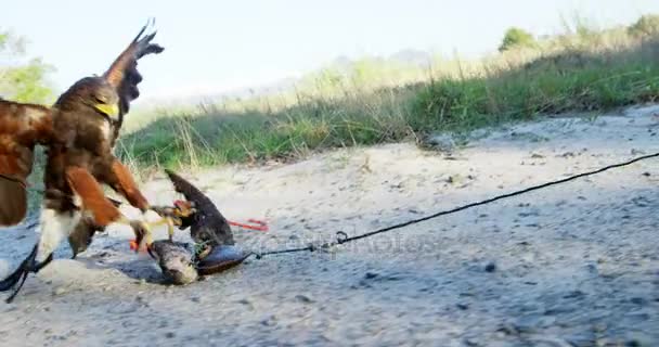 Falcon karmienia na kawałek mięsa w użytkach zielonych — Wideo stockowe