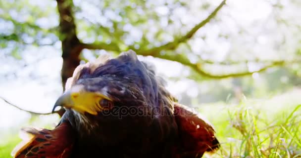 Falcon eagle perching in a grassland — Stock Video