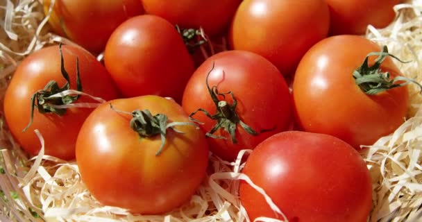 Крупним планом червоні помідори — стокове відео