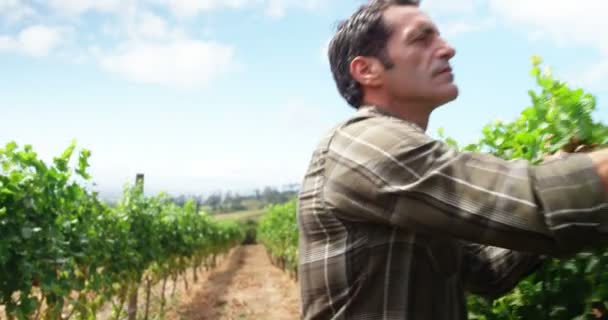 Handsome man looking for wine grape — Stock Video