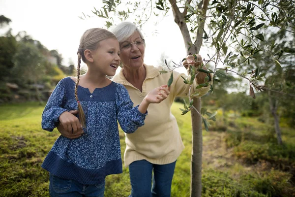 Enkelin und Großmutter berühren Baum — Stockfoto