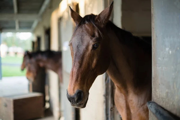 Braunes Pferd im Stall — Stockfoto