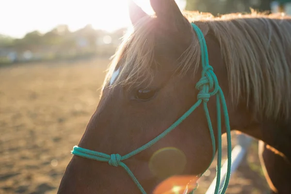 Pferd steht auf der Ranch — Stockfoto