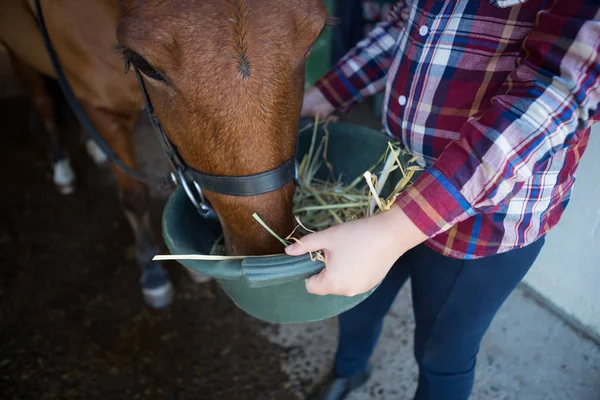 Dívka krmení koně ve stáji — Stock fotografie