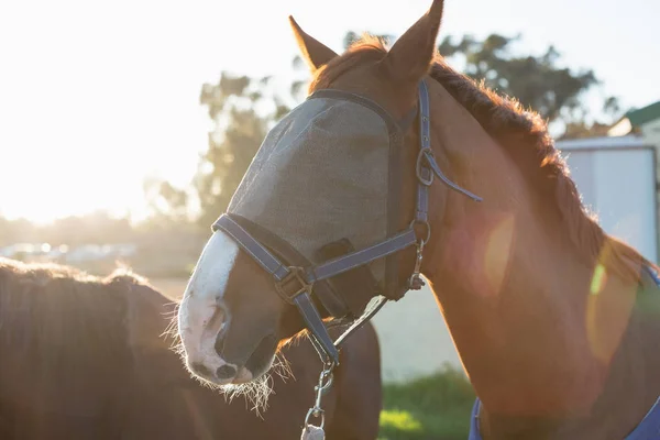 Pferd steht auf der Ranch — Stockfoto