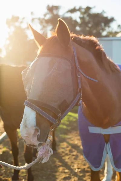 Pferd steht auf der Ranch — Stockfoto