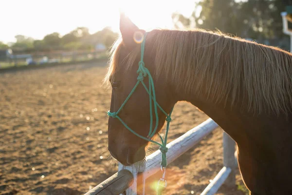 Pferd steht auf der Ranch — Stockfoto
