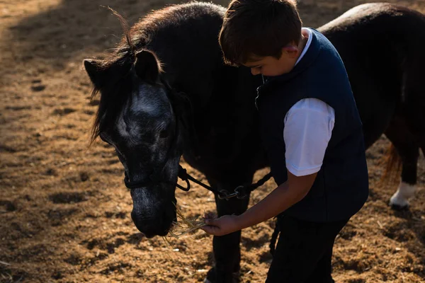 Rapaz a alimentar o cavalo no rancho — Fotografia de Stock