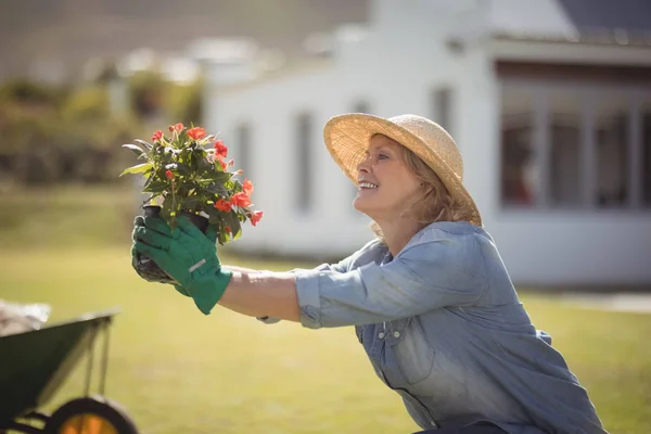 Mulher sênior segurando planta broto — Fotografia de Stock